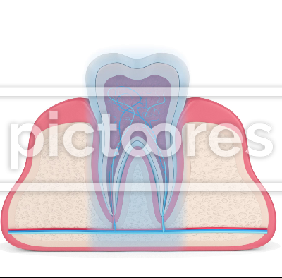 Tooth in gums with intraligamentary anesthesia procedure
