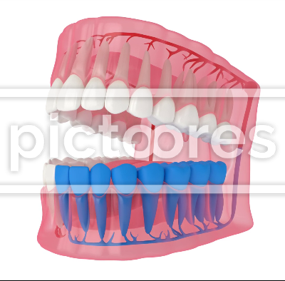 Human jaw with inferior alveolar nerve block technique