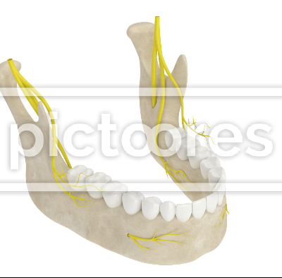 360 degree view of mandibular arch with nerves