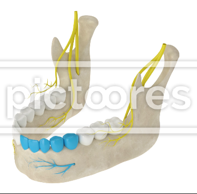 Mandibular arch with incisive nerve block