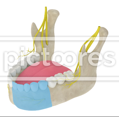 Mandibular arch with incisive nerve block