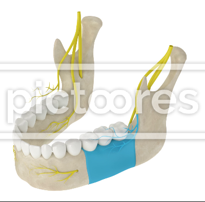 Mandibular arch with buccal nerve block