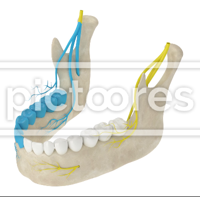Mandibular arch with gow-gates nerve block