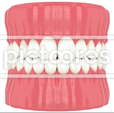 Human jaw with whitened teeth