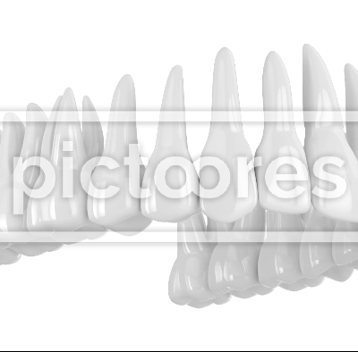 Human upper toothing