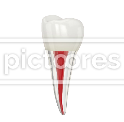 tooth with visible root