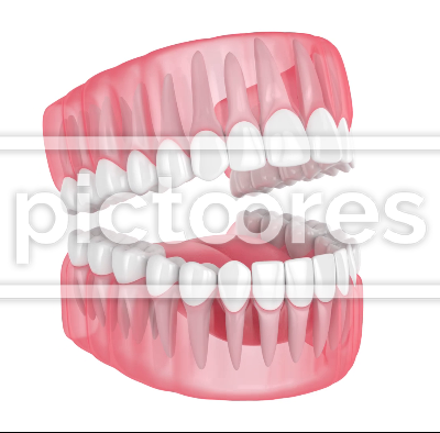 Jaw with teeth isolated over white background