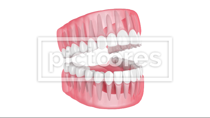 Jaw with teeth isolated over white background