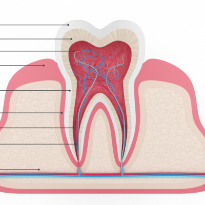 Tooth cross section animation overview
